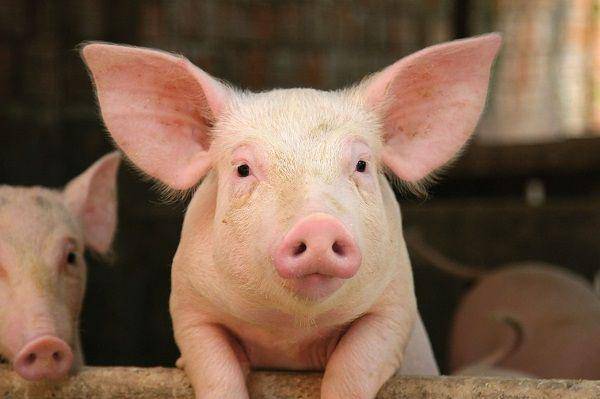 pig-world.co.uk