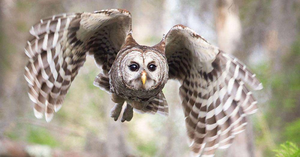 audubon.org