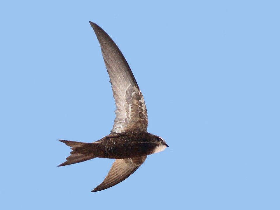 ebird.org