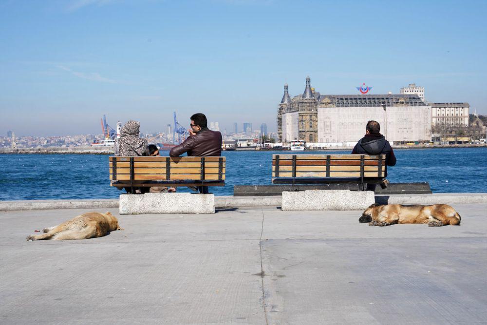 The New York Times/Kucing dan Anjing di Turki