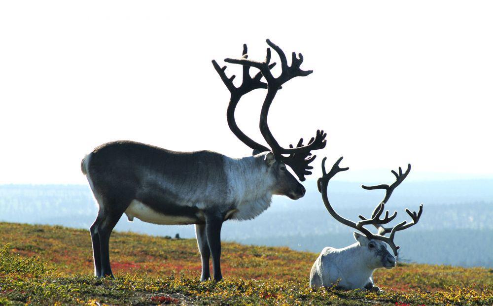 discoveringfinland.com