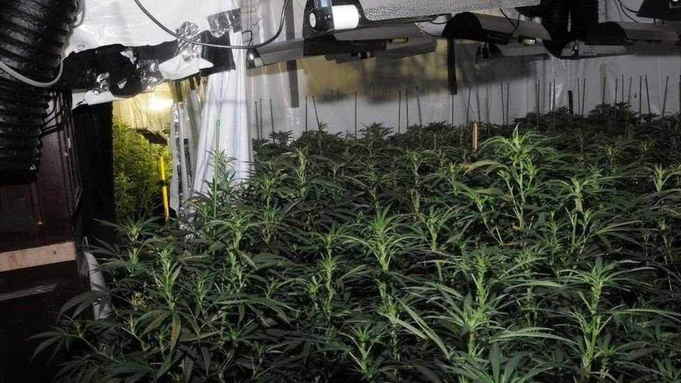 Kebun ganja yang ditanam di ruang bawah gedung komersial London. (Twitter.com/Capital Moments)