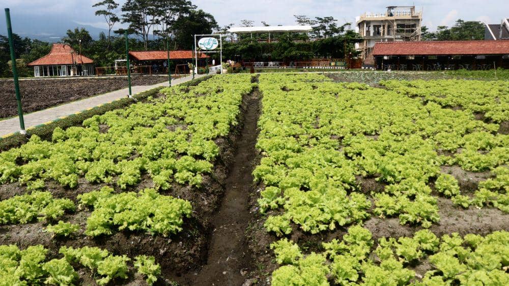 Hamparan kebun sayur yang ada ada di NK Cafe. IDN Times/Alfi Ramadana