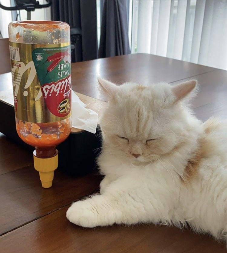 Tangkapan layar Instagram Stories Cindercella. instagram.com/cindercella