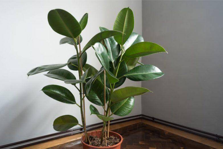 smartgardenguide.com