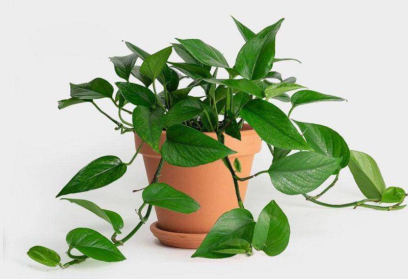greeneryunlimited.co