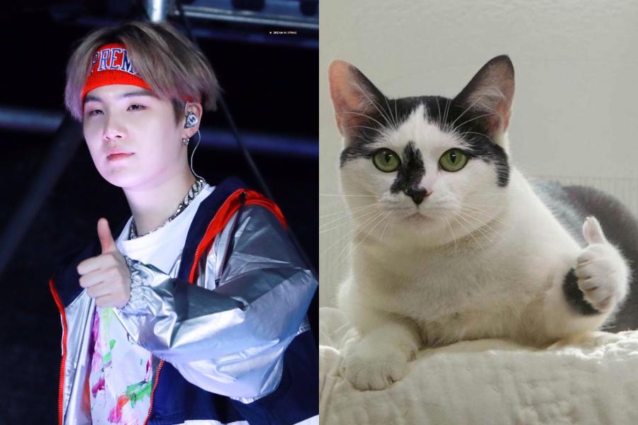 [QUIZ] Siapa Bias-mu di BTS? Ini Kucing yang Cerminkan Sifat Asli Kamu Berdasarkan Bias BTS-mu!