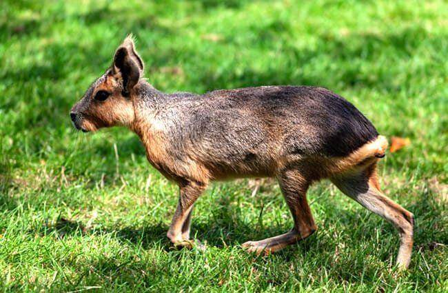 animals.net