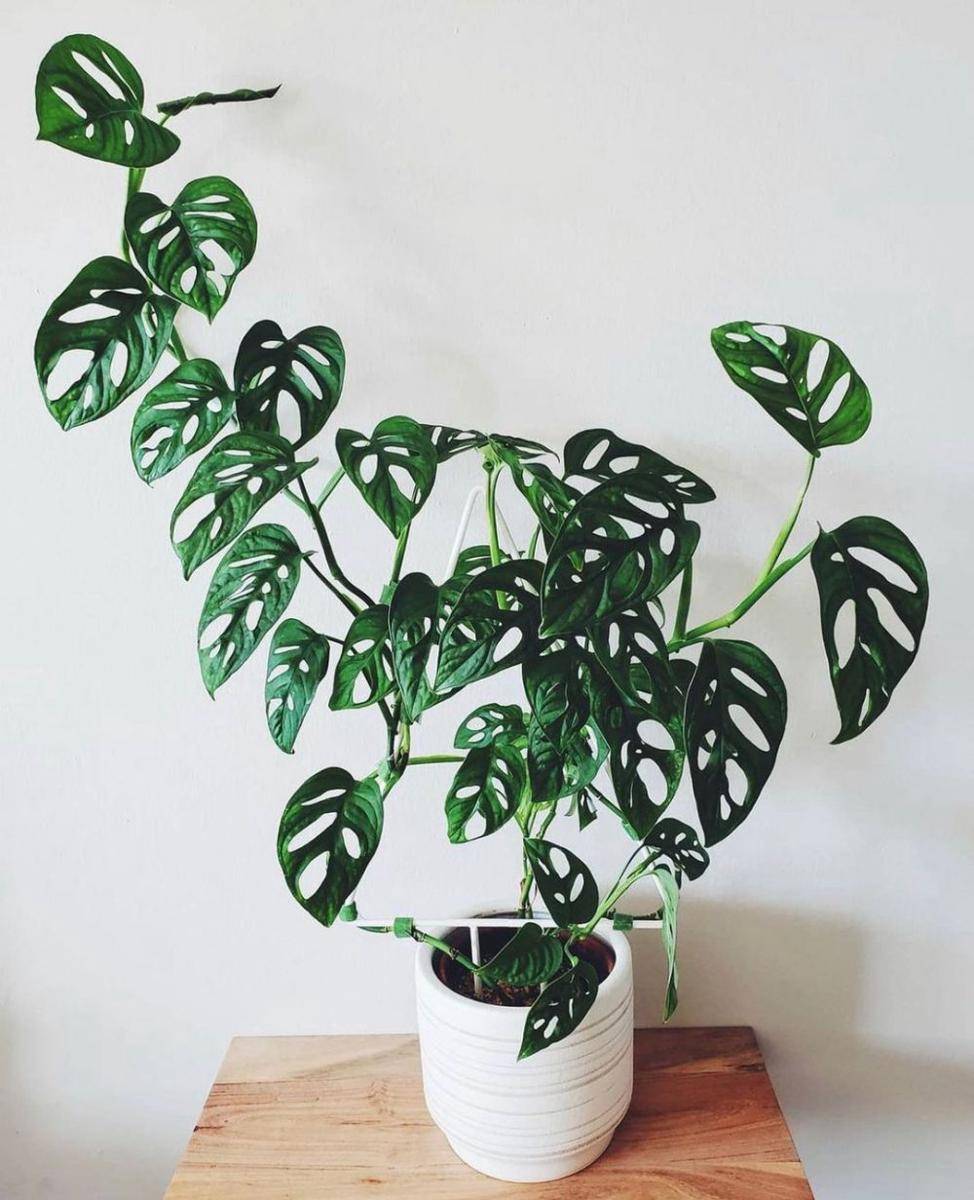 instagram.com/houseplantplantclub