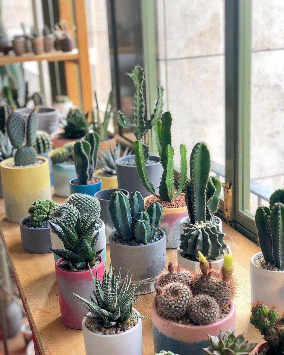 instagram.com/cacti.cacti