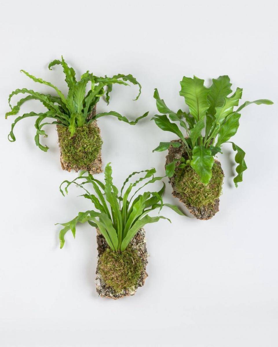 pistilsnursery.com