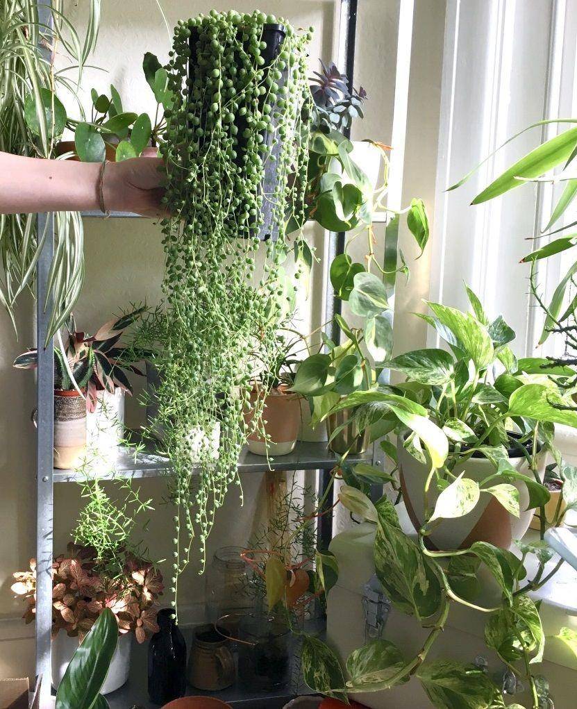 houseplanthouse.com