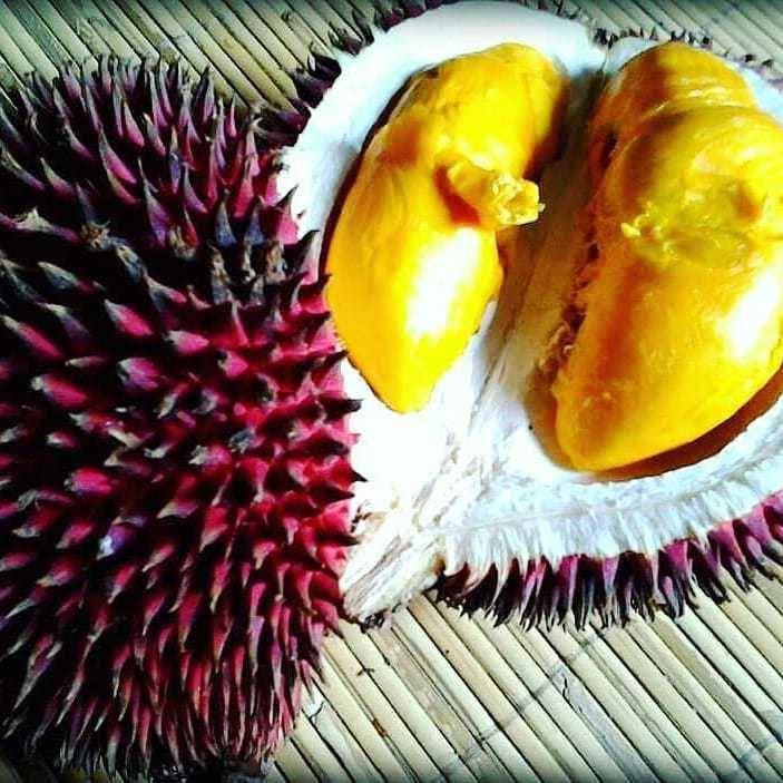 Potret buah lahung (instagram.com/kebunbuahkita)