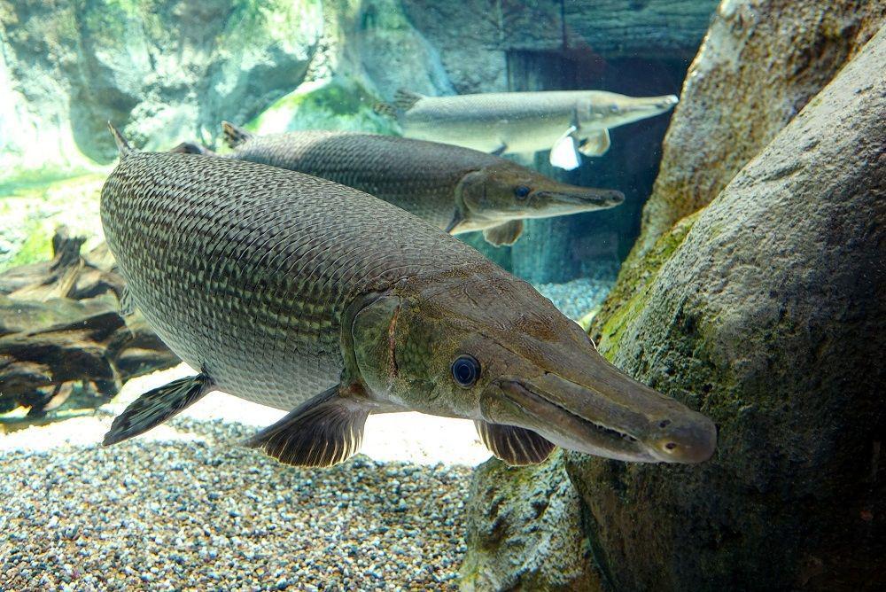 7 Fakta Menarik Ikan Aligator yang Dijuluki Fosil Hidup