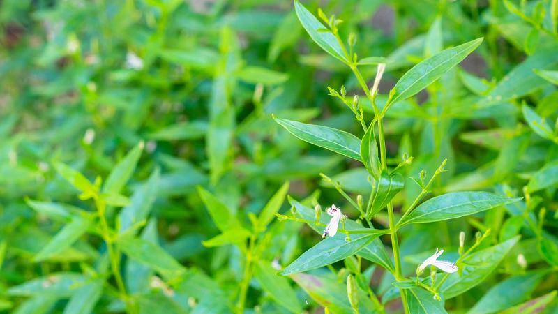 nutraceuticalbusinessreview.com