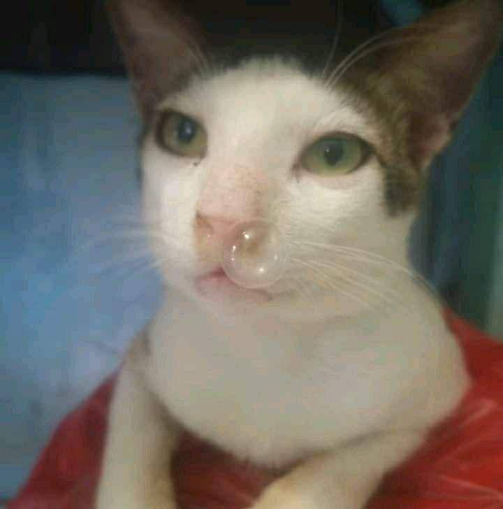 facebook.com/Faujii
