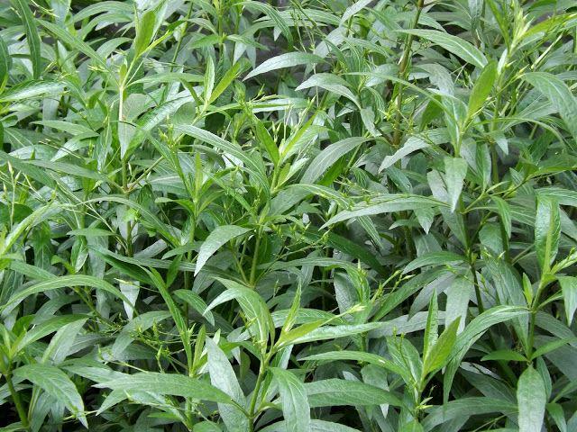 5 Alasan Daun Sambiloto Bisa Bantu Atasi Hipertensi