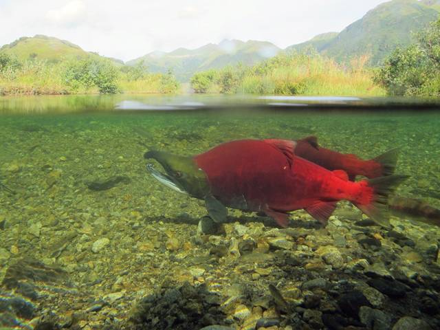 earthmagazine.org