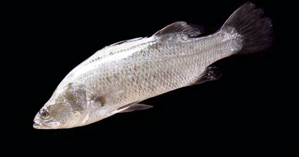 thefishsite.com