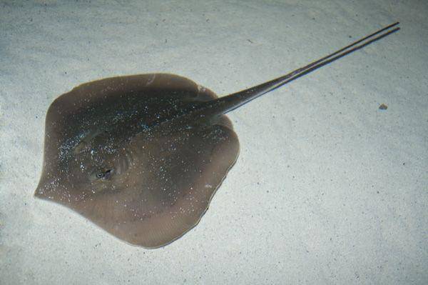 elasmodiver.com