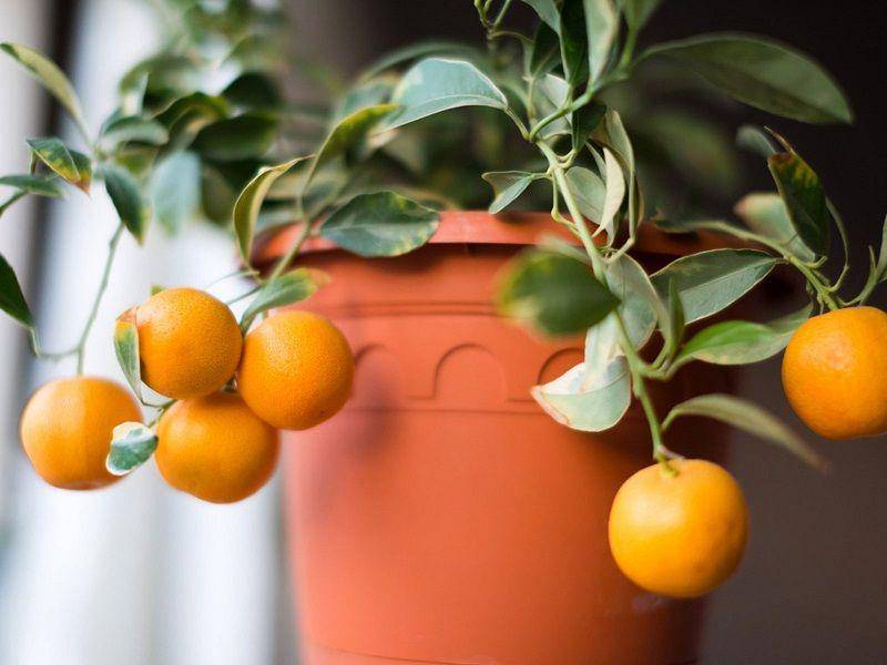 gardeningknowhow.com/Valeriya