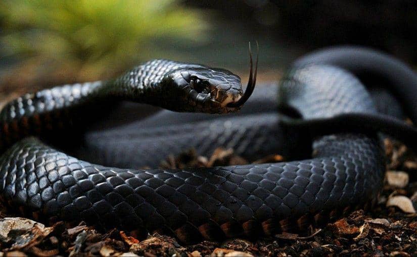 5 Negara yang Menjadi Habitat bagi Banyak Hewan Mematikan