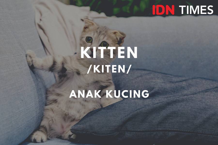 IDN Times/M. Tarmizi Murdianto