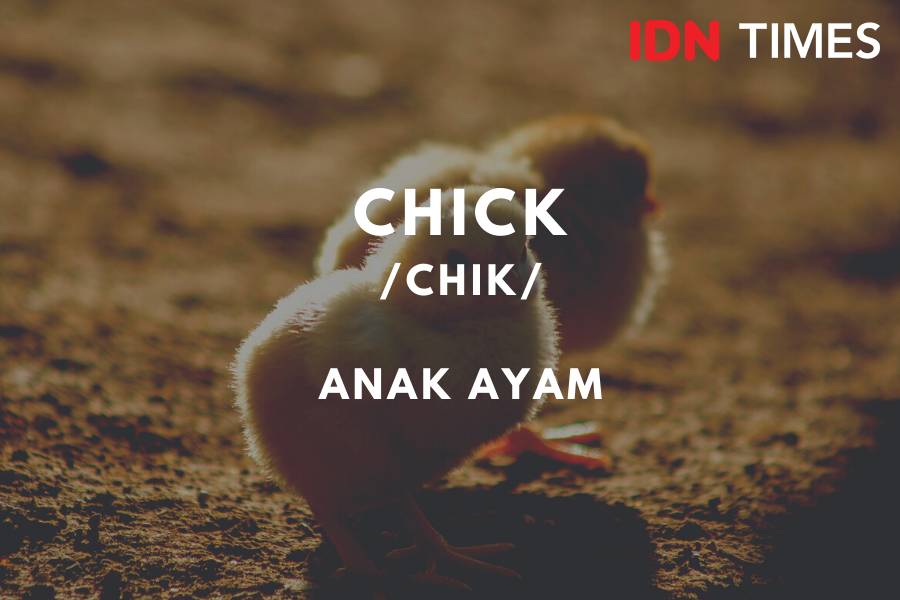 IDN Times/M. Tarmizi Murdianto