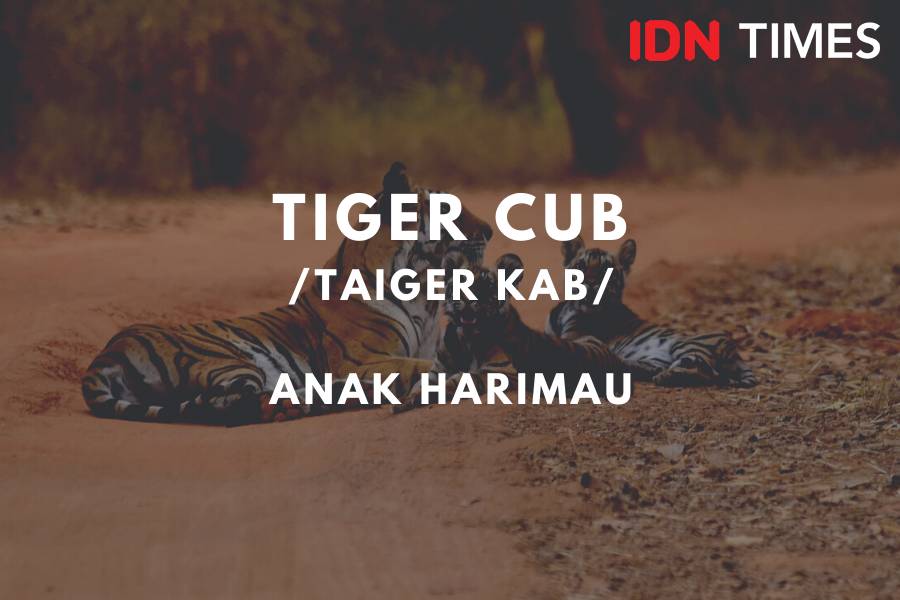 IDN Times/M. Tarmizi Murdianto