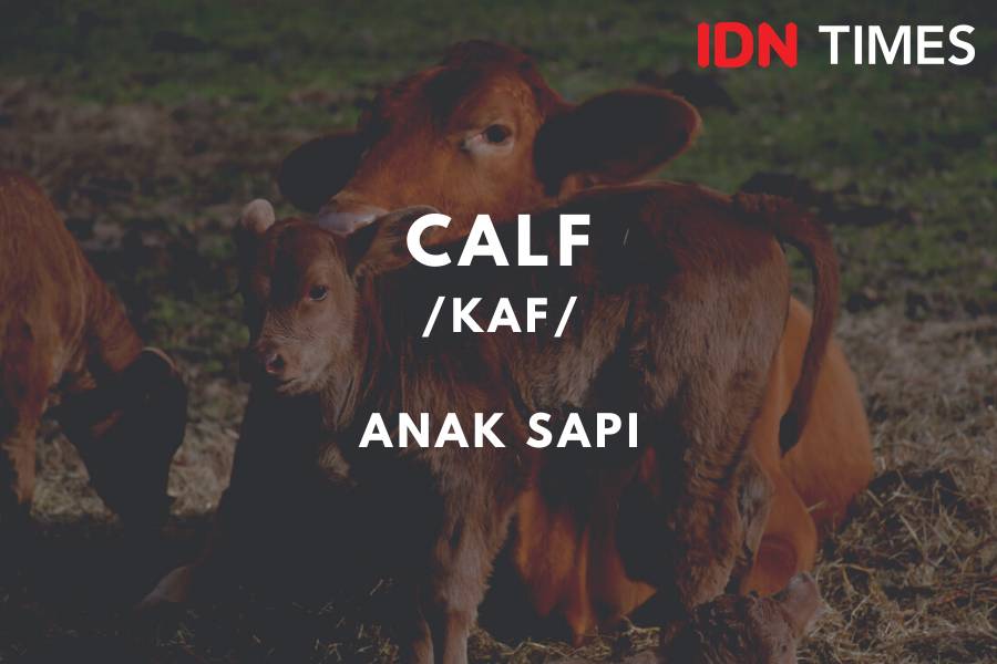 IDN Times/M. Tarmizi Murdianto