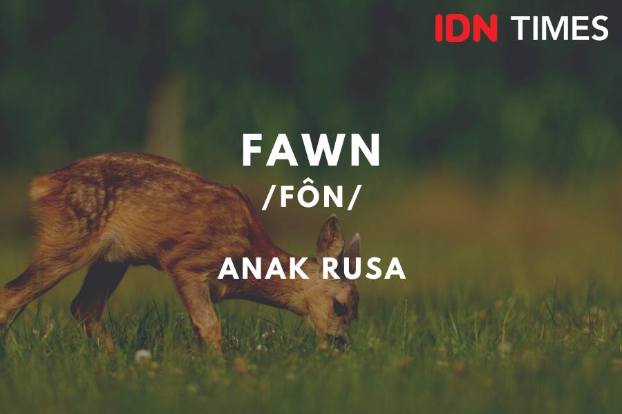 IDN Times/M. Tarmizi Murdianto