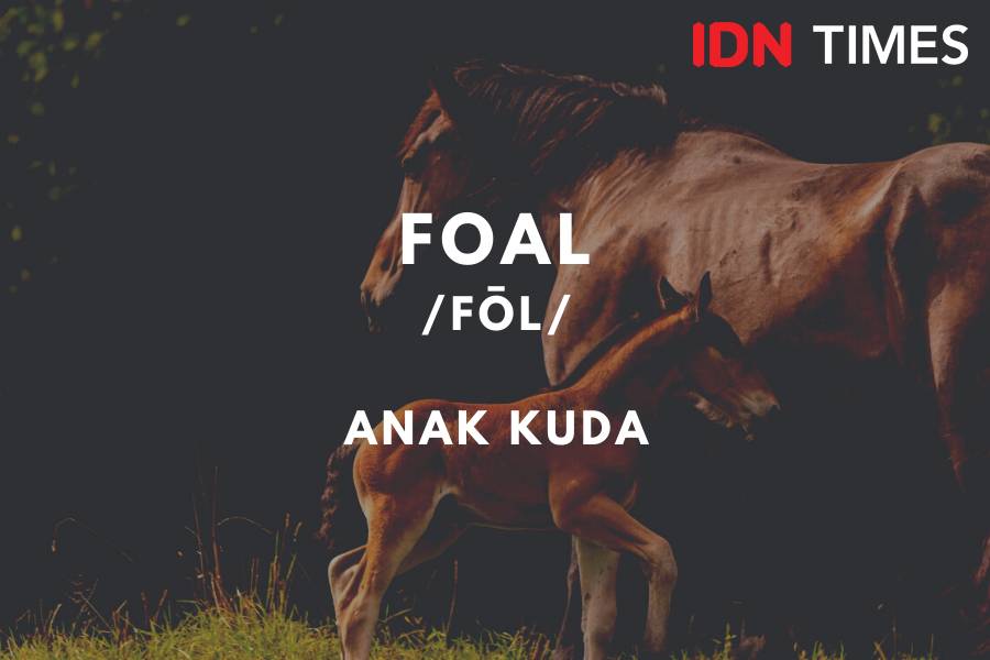 IDN Times/M. Tarmizi Murdianto
