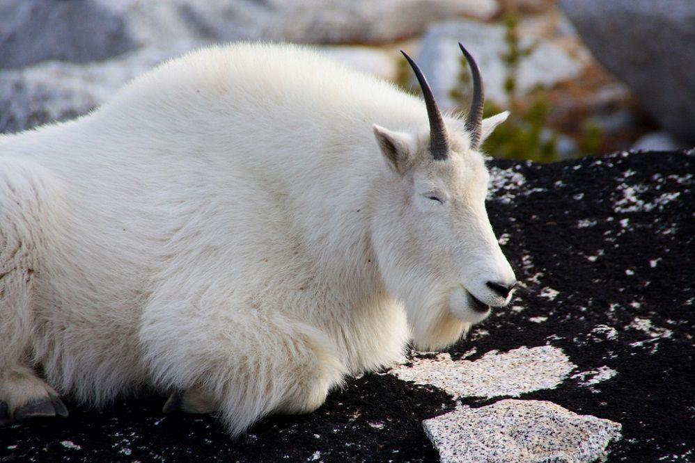 Bikin pemanjat gigit jari, ini 6 fakta unik kambing gunung 