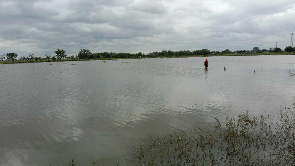 Jadi Tumpuan Hidup, Sawah Mbah Kasmidi Malah Terendam Banjir