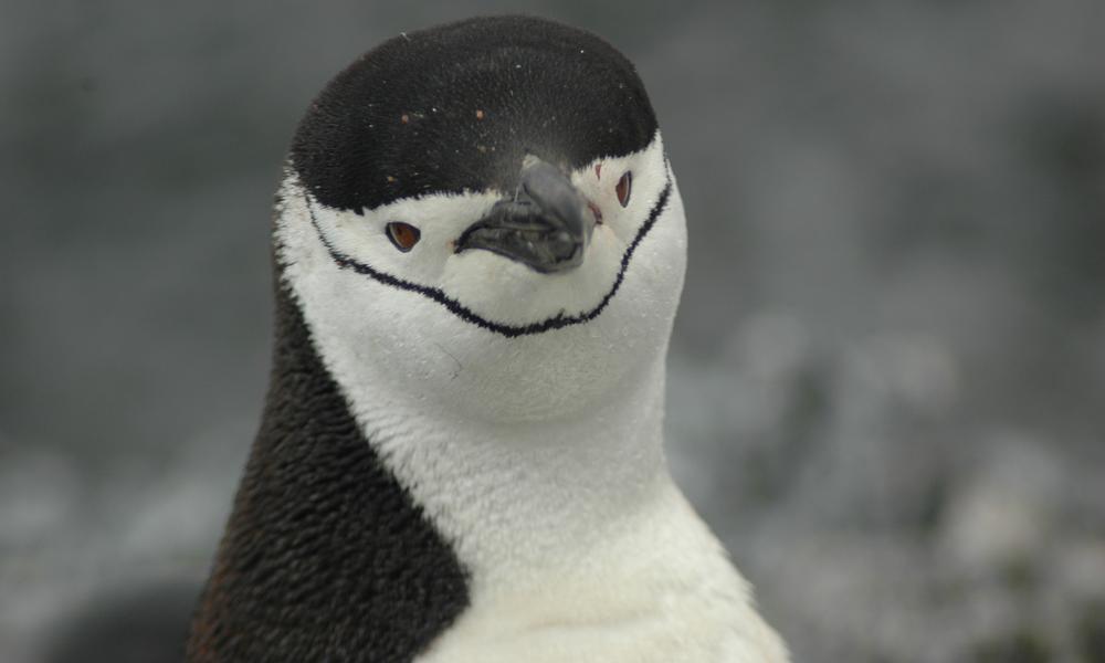 worldwildlife.org