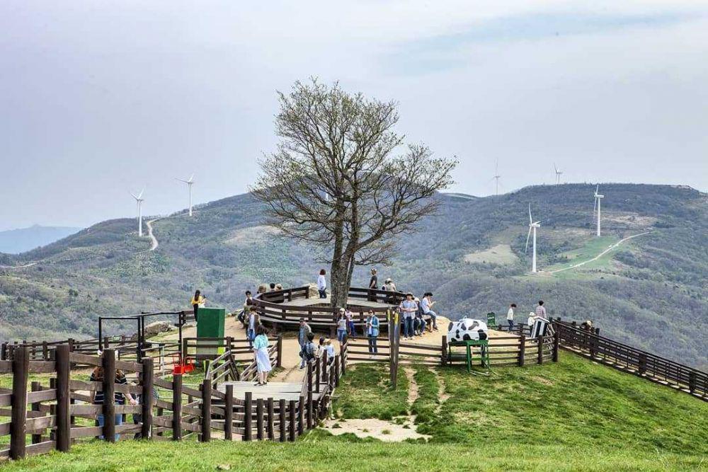 PLTB di Gangwondo di Korea. (Instagram.com/mayokorea)