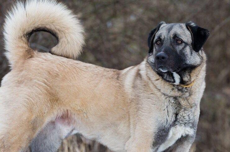 loveyourdog.com