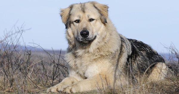 thesprucepets.com