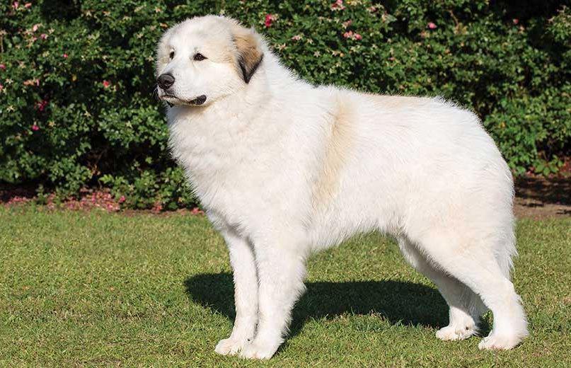 petfinder.com