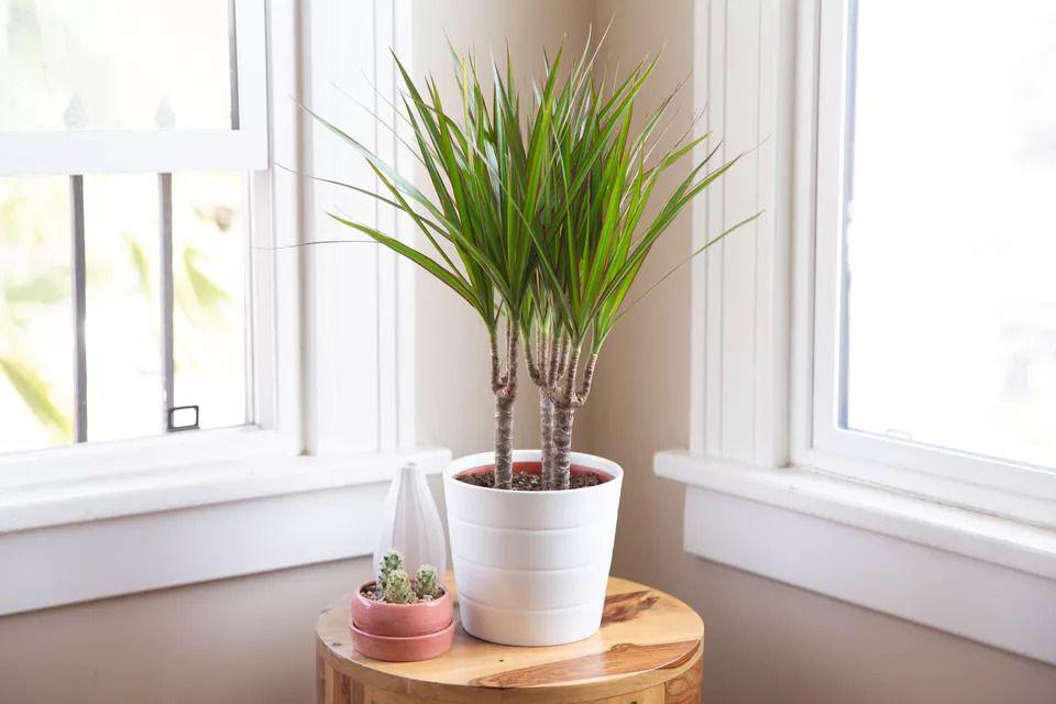 www.thespruce.com