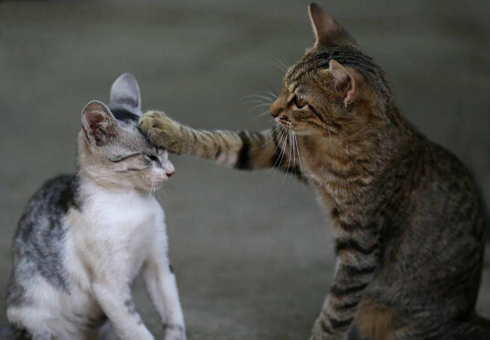 aroma yang tidak disukai kucing