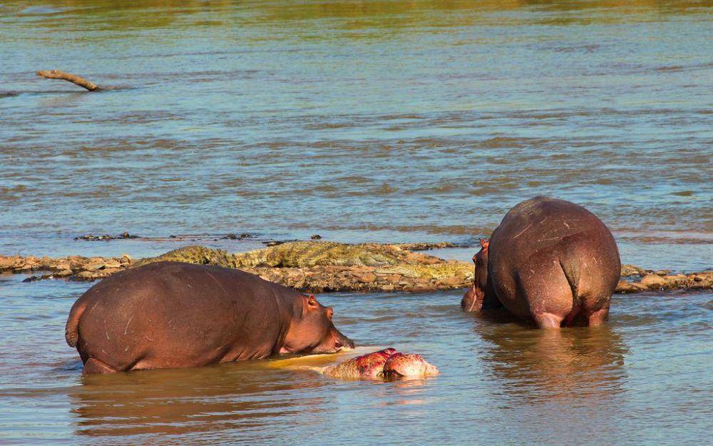 nationalgeographic.com