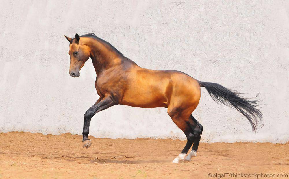 horseillustrated.com