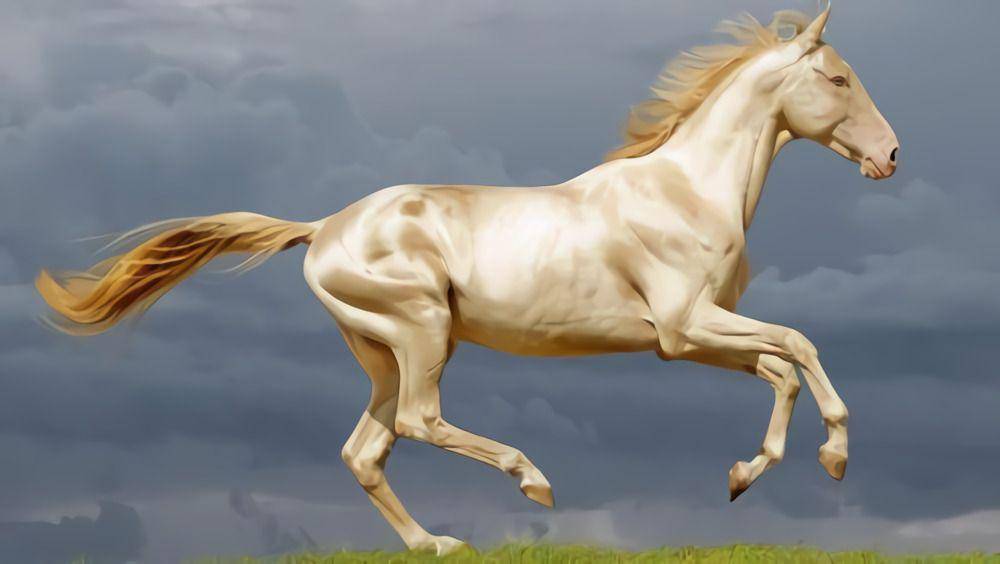 ahal-teke.org