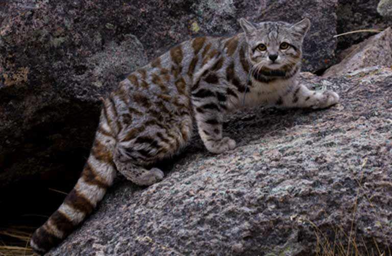 5 fakta andean mountain cat, kucing liar tangguh