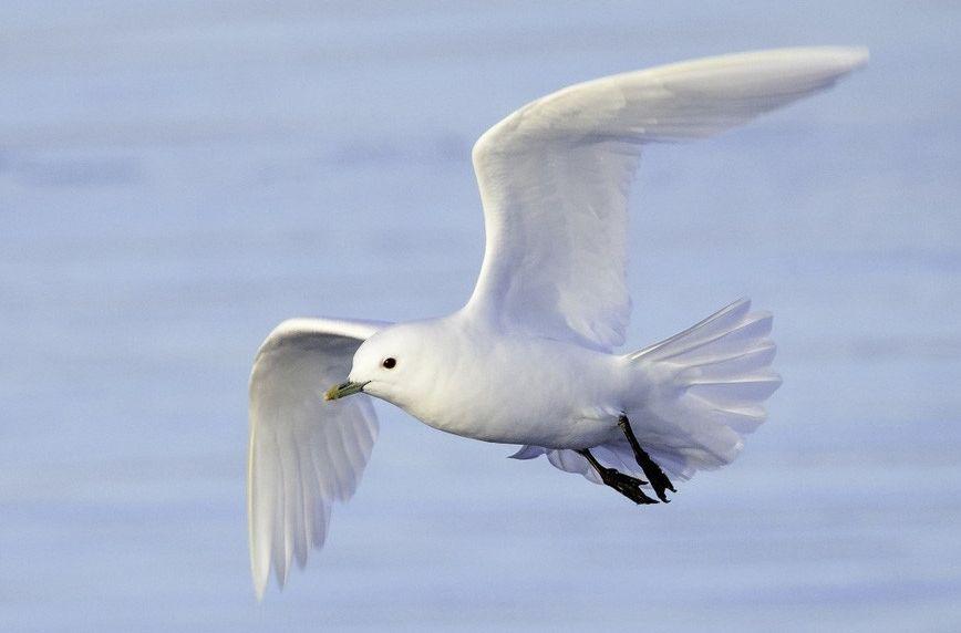 ebird.org
