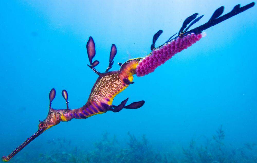 scubadiverlife.com