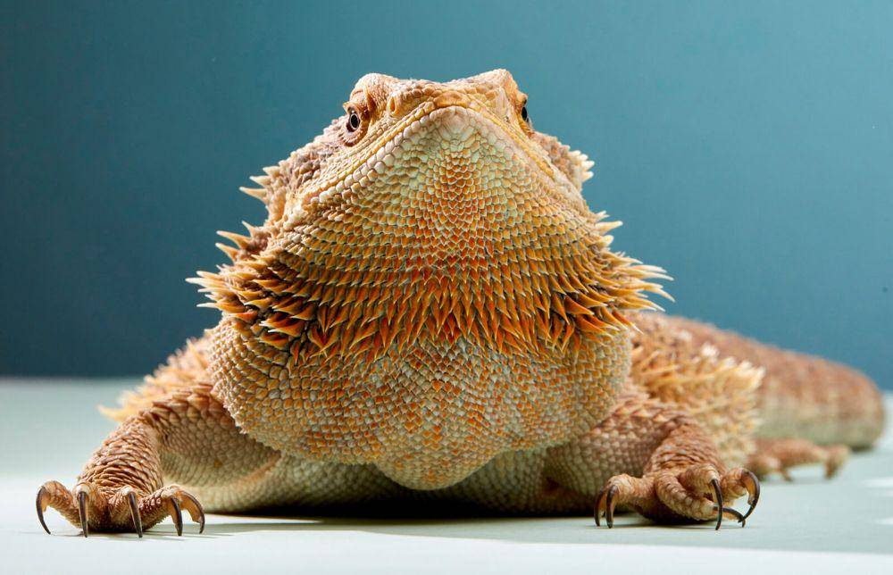 small-pets.lovetoknow.com