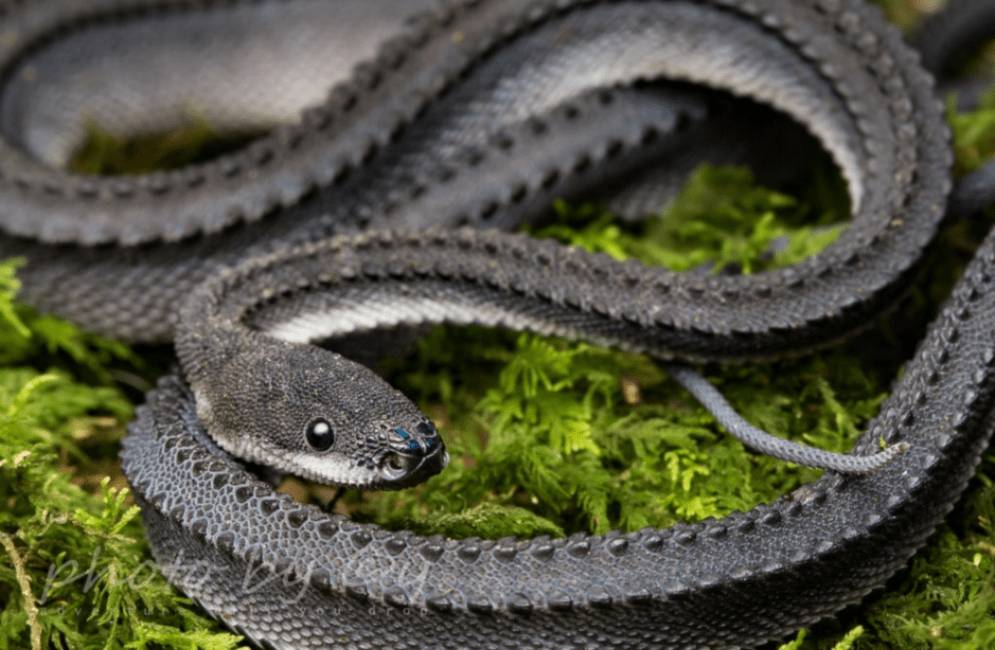 reptilerange.com