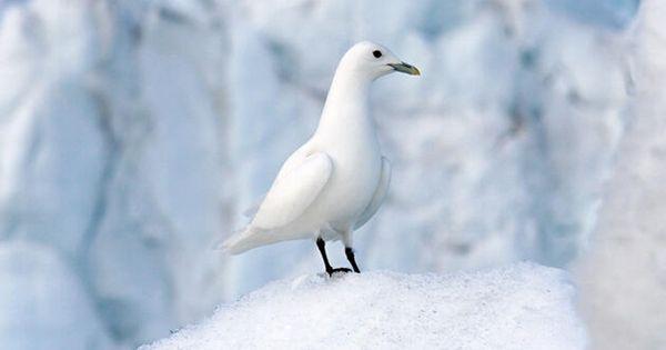 5 Fakta Unik Ivory Gull, Spesies Burung dari Arktik!
